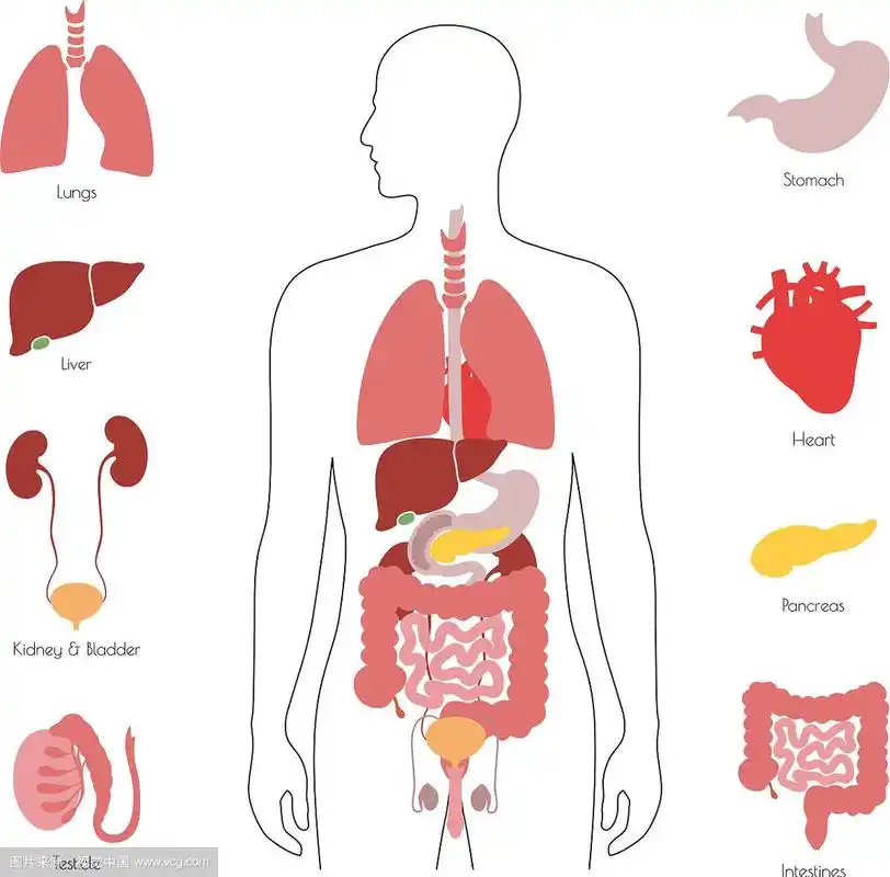 人体内部器官