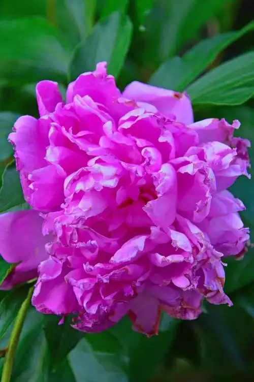 娇艳富贵的牡丹花图片第2张