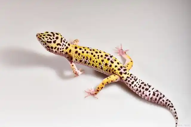 豹纹守宫蜕皮不畅要处理吗?