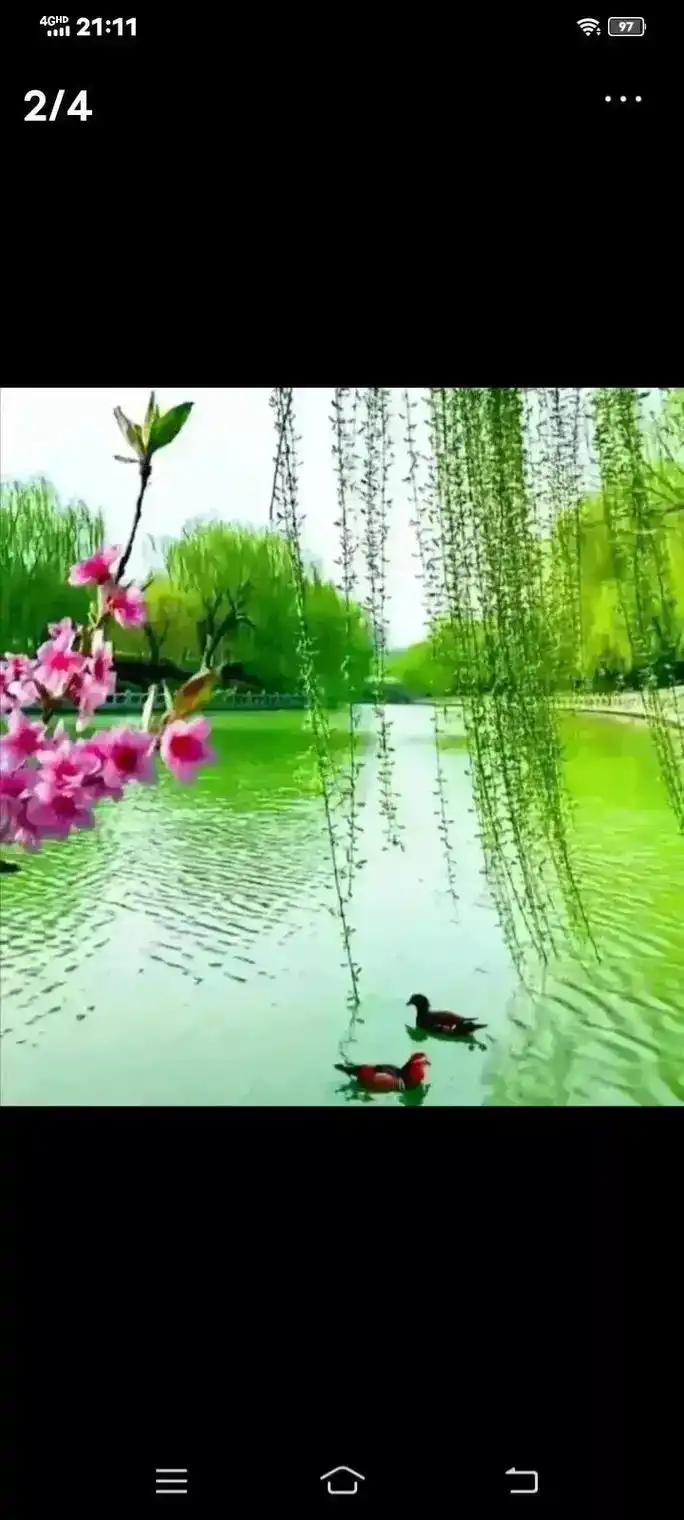 暖暖的春风迎面吹桃花朵朵开 #感受大自然的气息和美景 #春 - 抖音