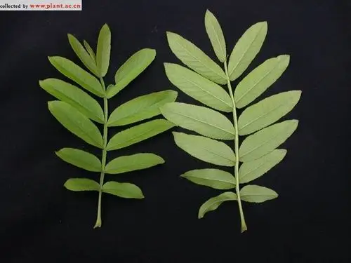 枫杨pterocarya stenoptera c. dc.