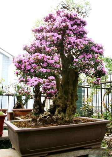 云南高山米叶杜鹃花小叶亮毛杜鹃盆景小米杜鹃老桩树桩盆栽常绿