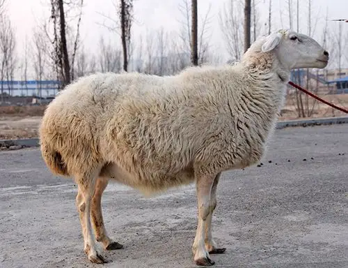 洼地绵羊( 种母羊)