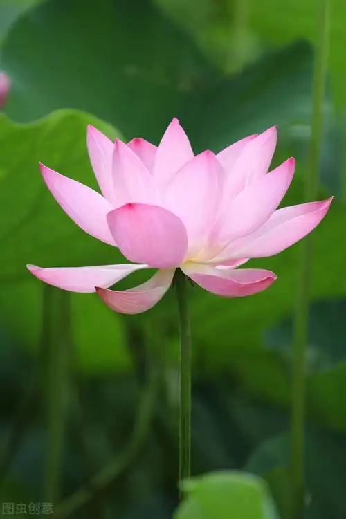 唯美意境风景带句子壁纸