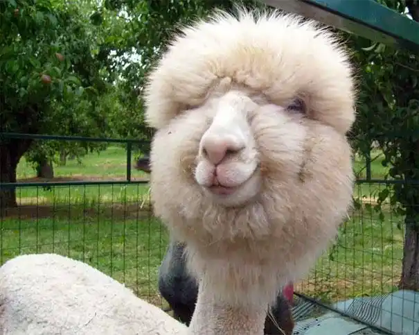 网友晒羊驼各种搞怪照片 萌一脸