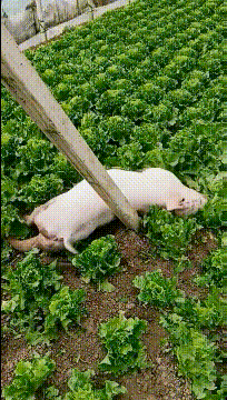 搞笑gif:猪:不是天天说拱白菜吗,今天就拱给你们看看