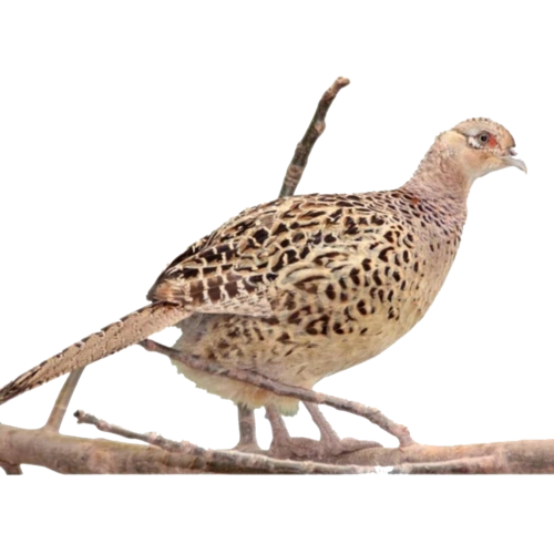 农家散养七彩山鸡 两年老母鸡 野鸡活体 鸽子肉 土鸡肉鲜活 乌鸡