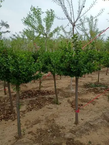 找树网-河北-丝棉木嫁接卫矛球-100元/株-李东宁