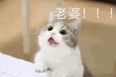 喵星人哄老婆可爱表情包:老婆舔舔