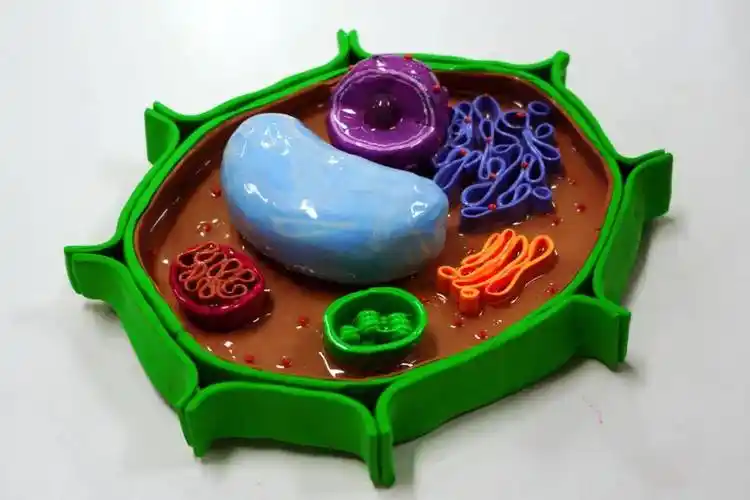 趣味探索微观世界:杨村一中高一细胞结构模型制作