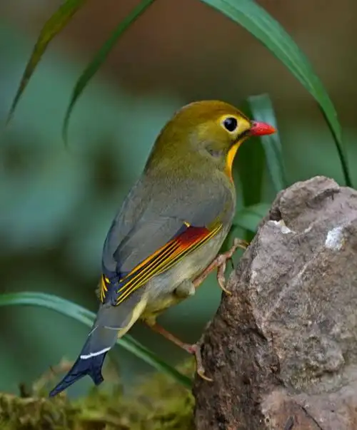 (杭州半山国家森林公园的相思鸟)