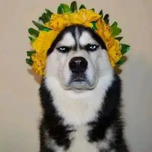 二哈不是二憨头像