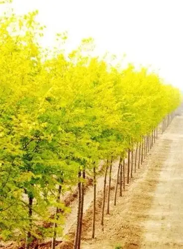 中华金叶榆作行道树