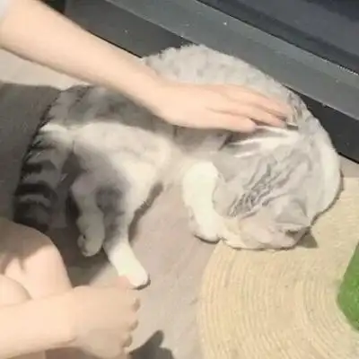 抱猫真人情头 ks诉凂_情侣头像_我要个性网