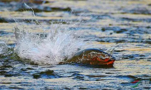 三文鱼悲壮的洄游