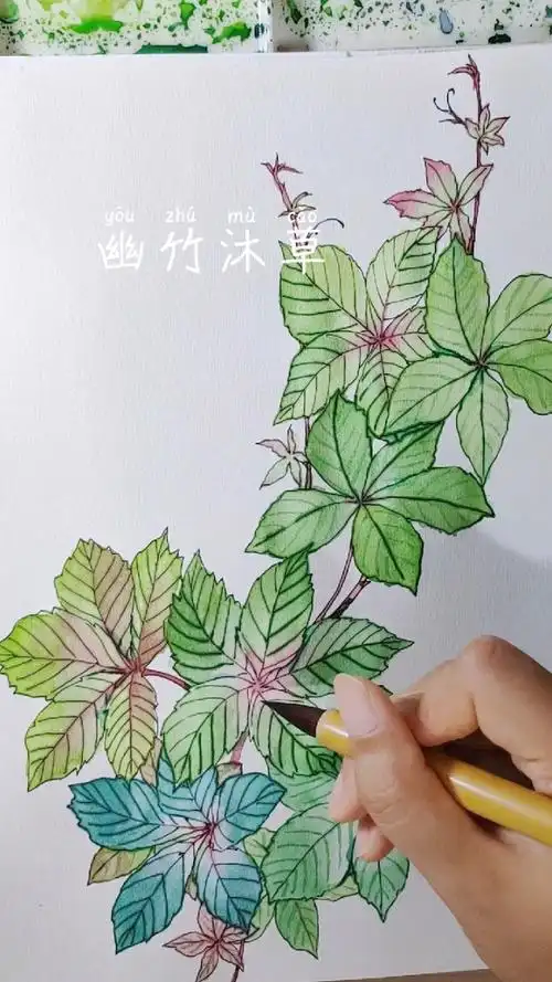【绘画】水彩手绘 五叶爬山虎 上色过程