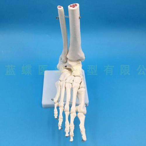 1:1脚关节模型 脚部骨骼模型足关节 足骨 脚骨模型 脚部解剖结构