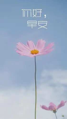 你好早安清晨花朵