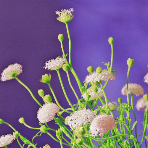 翠珠蓝饰带花可爱小花鲜花养家家用花束低价鲜花速递同城