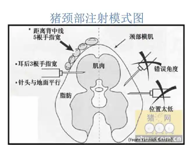 猪注射部位图片精品课件