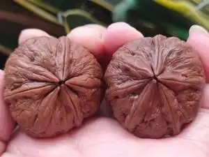 天然六棱野生铁核桃文玩狮子头包浆玉化老楸子异形