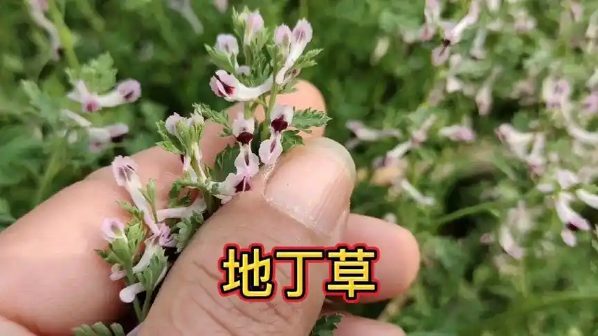 地丁草又名"苦丁",村里老人经常挖回家煮水喝,懂它的人当是宝-三农