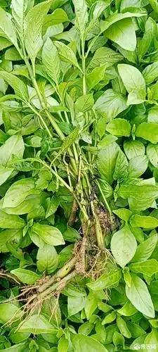 板蓝根种苗 贵州南板蓝根苗!欢迎来电!