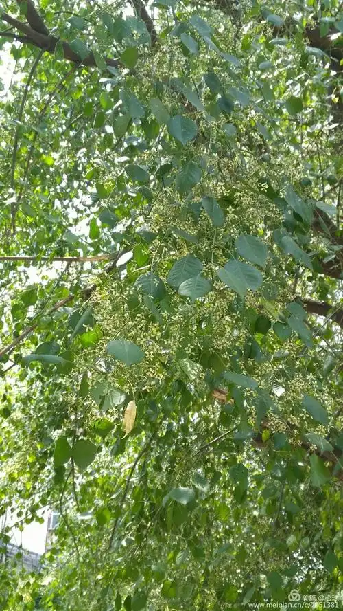 丝棉木——追寻花儿的乐趣