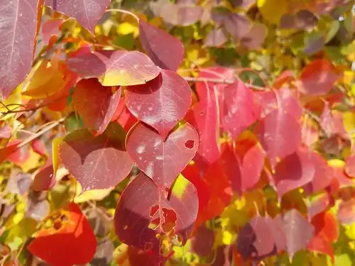 其它 时间定格 写美篇 倘若时间可以定格, 乌桕叶的红可以平分秋色.