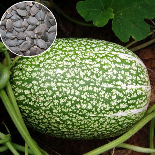 优质黑南瓜籽种子嫁接黄瓜砧木专用秋季冬季大田高产抗病四季菜籽-mc