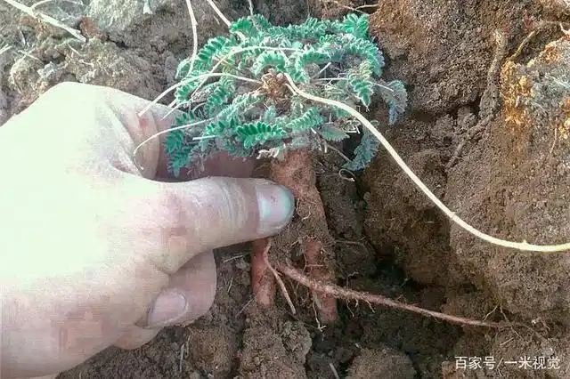 入心经补肝肾,俗称"假人参",除草时请留意,野生的不多了