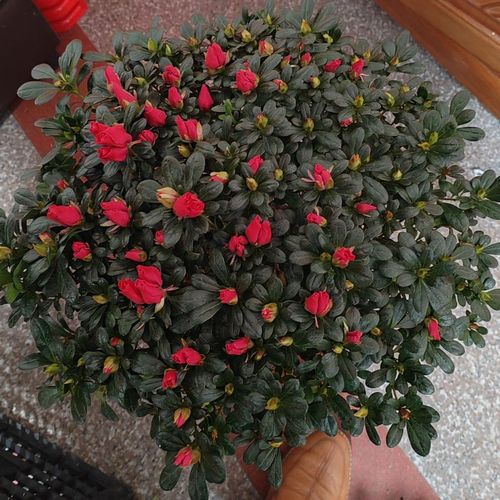 杜娟花8年生冠幅40铁红,室内懒人大盆杜鹃花四季开花,庭院盆栽