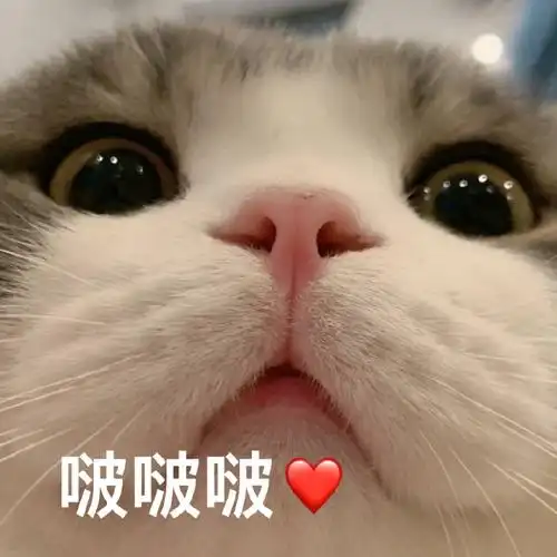 萌宠喵星人啵啵啵亲一个可爱呆萌gif动图_动态图_表情包下载_soogif