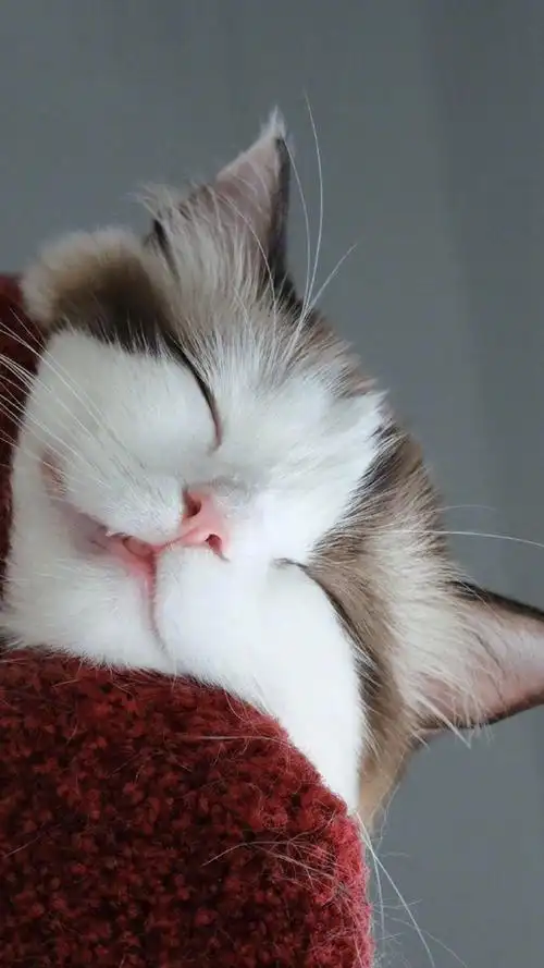 萌系可爱小猫咪手机壁纸