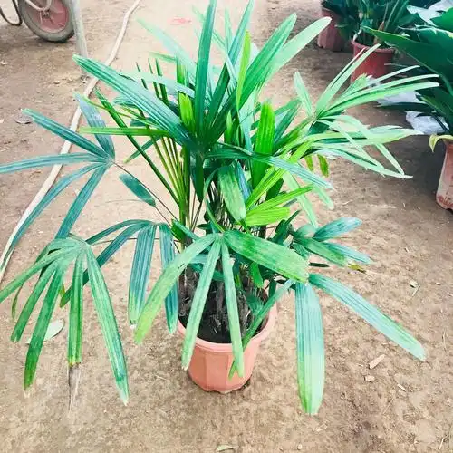 轻奢是否跨境出口专供货源否规格棕竹植物品种棕竹干湿习性中性光照