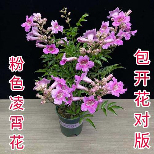 粉凌霄 当年开花阳台庭院盆栽非洲凌霄花 紫云藤粉色凌霄花多年生