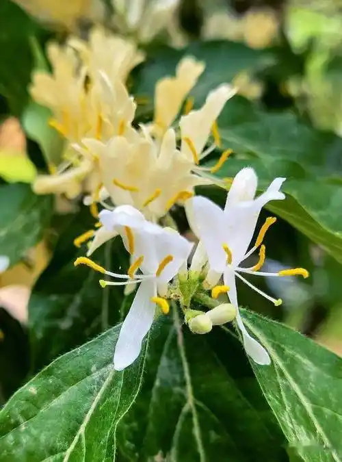 金银木开金银花