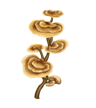 灵芝装饰画pngpsd2000*2000手绘灵芝pngpsd2000*2000灵芝简笔画pngpsd