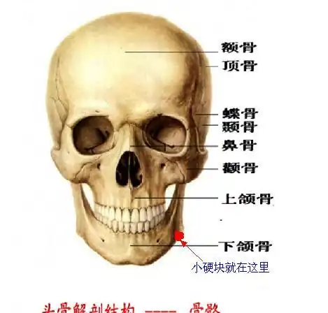 下颚骨在哪