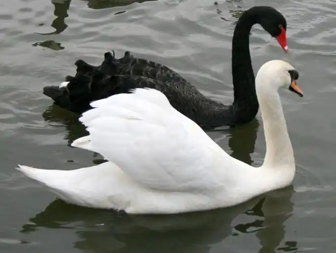 为什么黑天鹅和白天鹅不在一起嬉戏? - 知乎