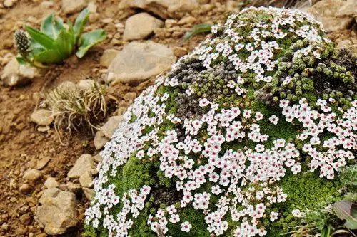 适应高寒生境的垫状植物——高原点地梅( androsace zambalensis)