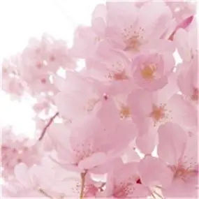 清新唯美樱花头像赏花的季节到了