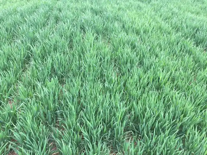 积极开展苗情调查 提出当前田管措施