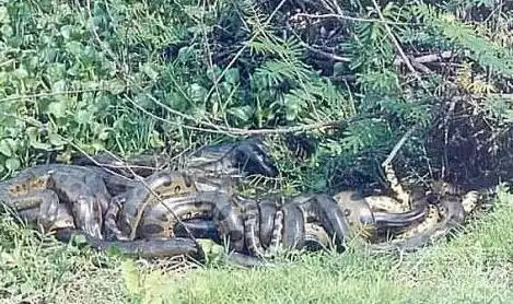 震惊!四川现55米长巨蟒 矿工被吓晕