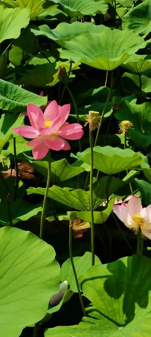 西沽公园好景色,小河潺潺流溪水,小桥倒影重叠叠,小树垂柳微风飘,荷花