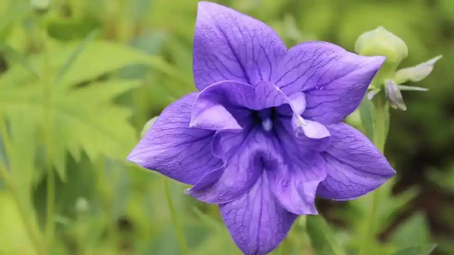 紫色的桔梗花,高清图片,电脑桌面-壁纸族