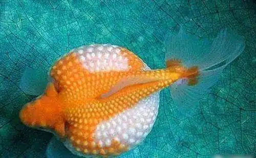 十大难养的金鱼品种金鱼难易排行榜