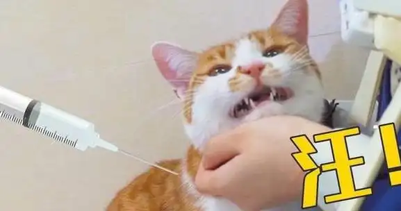 胆小猫咪打针有多搞笑分分钟吓出表情包