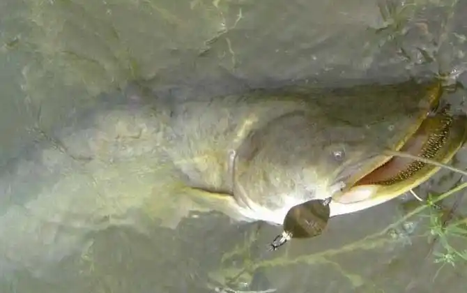 大口鲢是什么鱼