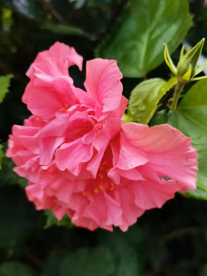 98重瓣朱槿因其花是重瓣,且花似木槿,朝开暮萎,花开不绝而得名.